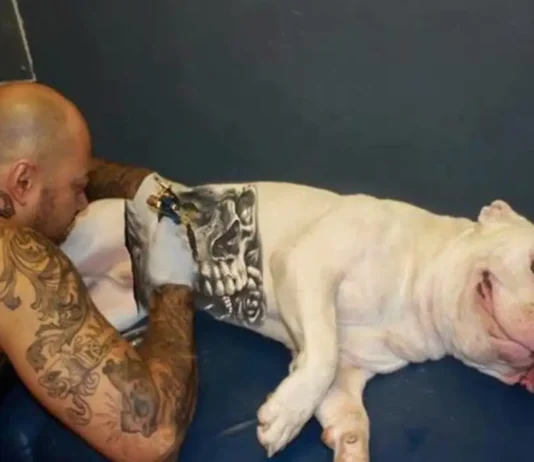 Governo proíbe tatuagens e piercings em cães e gatos no Brasil Nova lei pune tatuagens e piercings em cães e gatos com até 5 anos de prisão