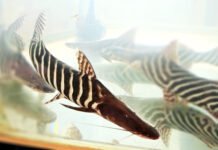 Babão zebra encanta na Rondônia Rural Show 2023 babão zebra peixe amazônico em aquário na Rondônia Rural Show 2023