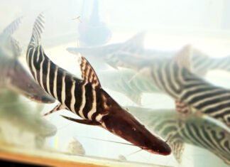 Babão zebra encanta na Rondônia Rural Show 2023 babão zebra peixe amazônico em aquário na Rondônia Rural Show 2023