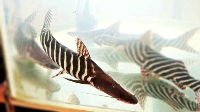 babão zebra peixe amazônico em aquário na Rondônia Rural Show 2023