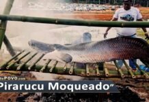 Pirarucu moqueado encanta na Rondônia Rural Show 2023 pirarucu moqueado sendo preparado em técnica indígena na Rondônia Rural Show 2023