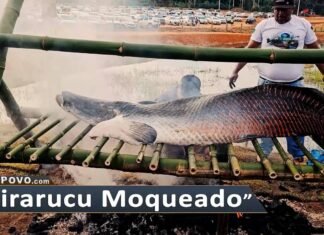 Pirarucu moqueado encanta na Rondônia Rural Show 2023 pirarucu moqueado sendo preparado em técnica indígena na Rondônia Rural Show 2023