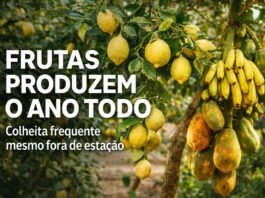 As frutas que produzem sem parar e durante todo o ano Frutas que produzem o ano todo em cultivo doméstico