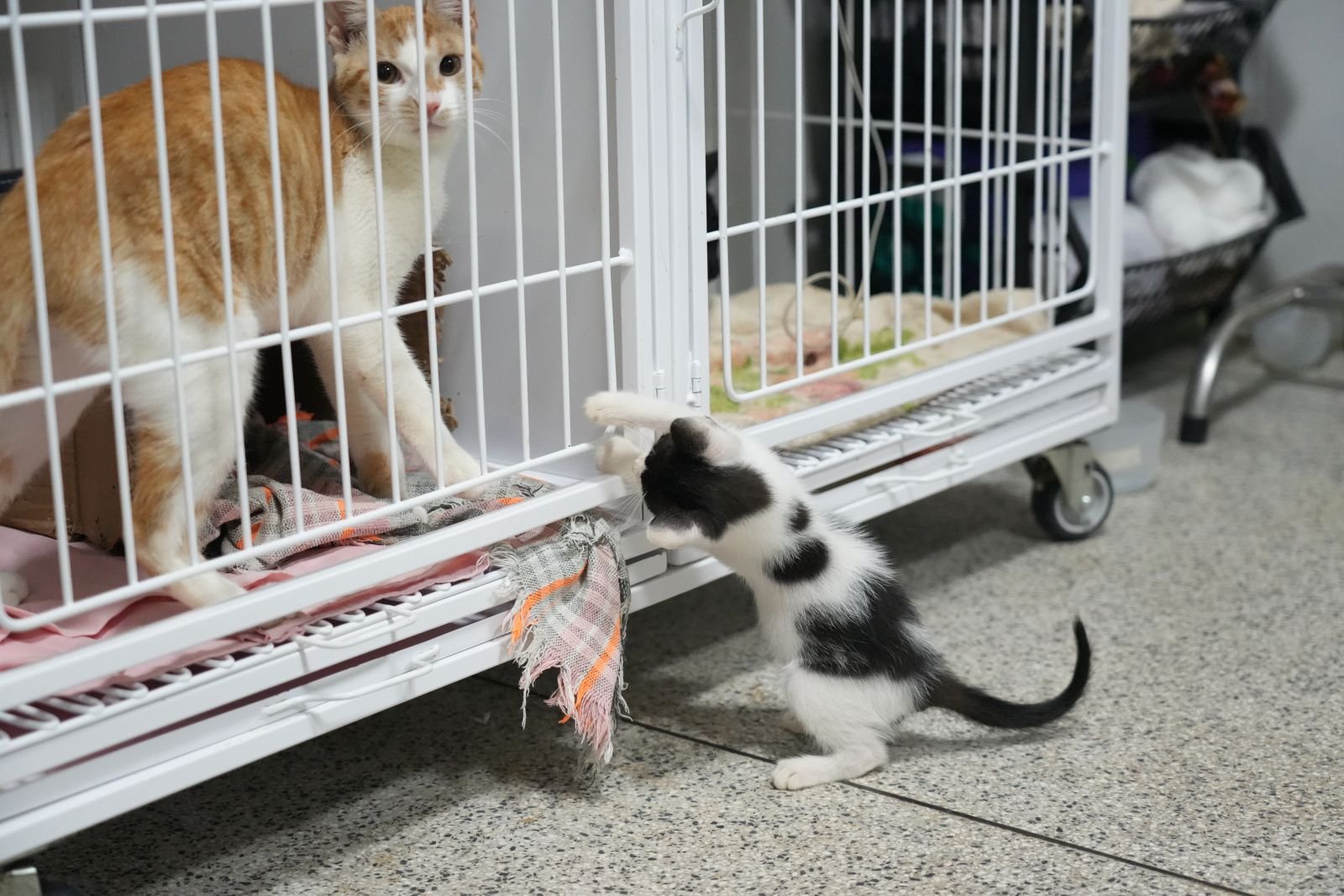 17 de fevereiro é celebrado o Dia do Gato em diversos países do mundo, incluindo o Brasil