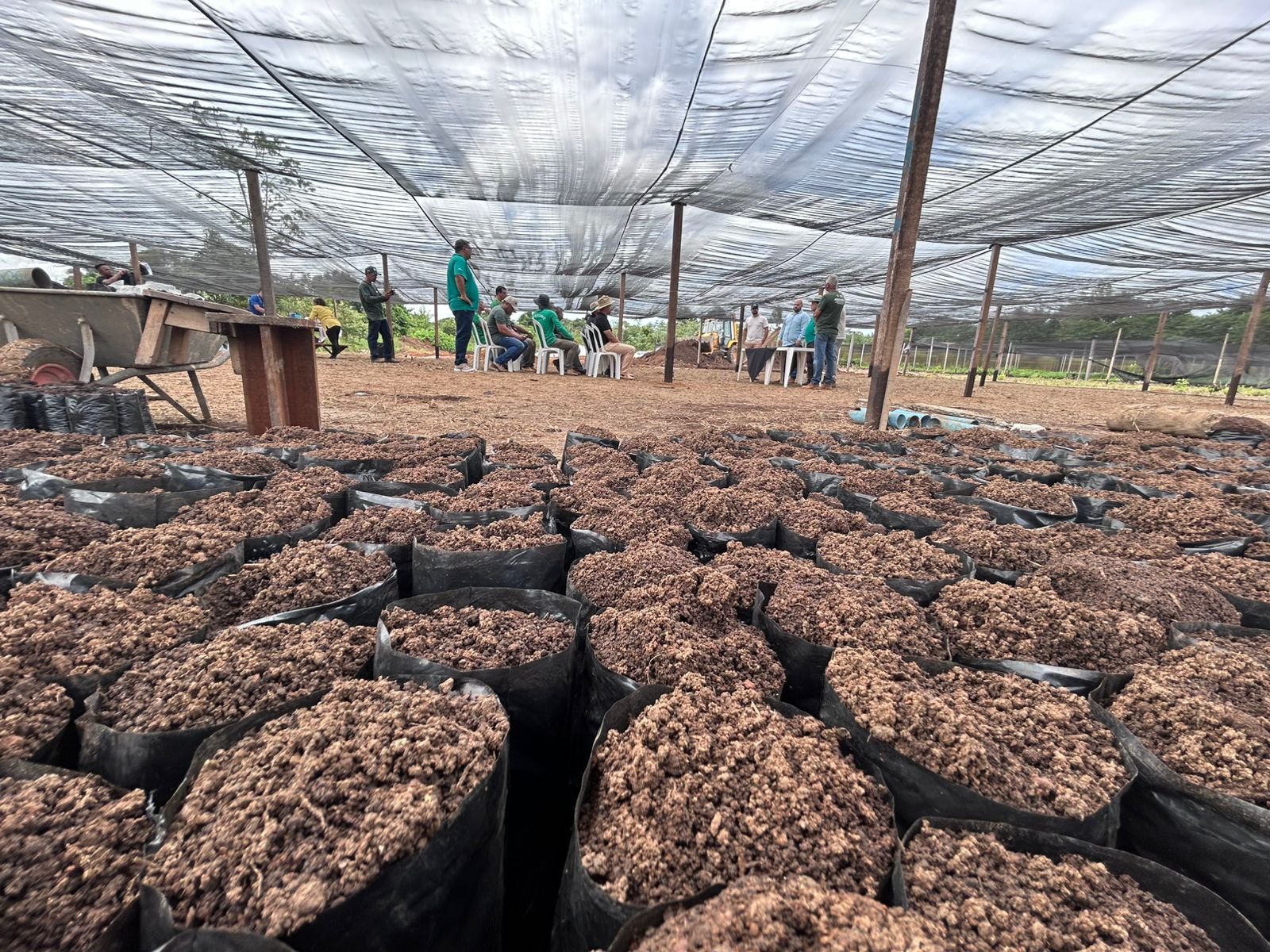 Viveiro municipal de Porto Velho com produção de mudas de cacau em estufa estruturada pela Semagric.