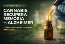 Cannabis recupera memória no Alzheimer diz estudo Cannabis recupera memória no Alzheimer em estudo científico brasileiro com uso de THC e CBD