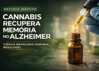 Cannabis recupera memória no Alzheimer diz estudo Cannabis recupera memória no Alzheimer em estudo científico brasileiro com uso de THC e CBD