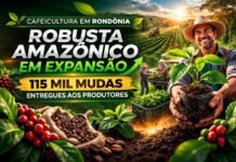 Expansão da área plantada de café avança com 115 mil mudas em RO Produtor rural segura muda de café Robusta Amazônico durante entrega de 115 mil mudas em Rondônia
