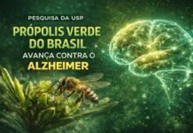 Própolis verde pode ajudar no combate ao Alzheimer, aponta pesquisa da USP Abelha produzindo própolis verde associada a estudo da USP contra Alzheimer