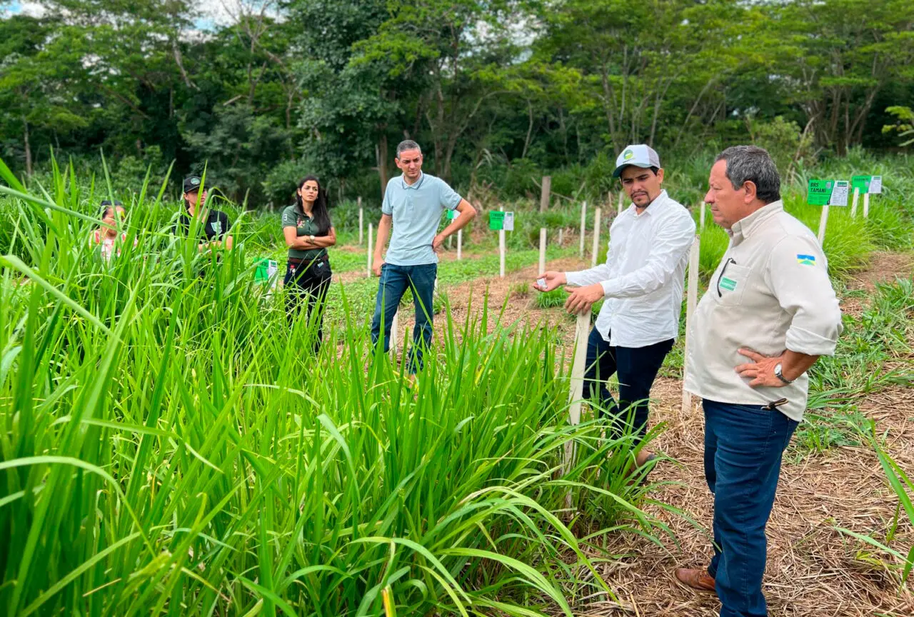 Técnicos e produtores rurais analisam cultivo experimental de capim em área agrícola de pesquisa em Rondônia.