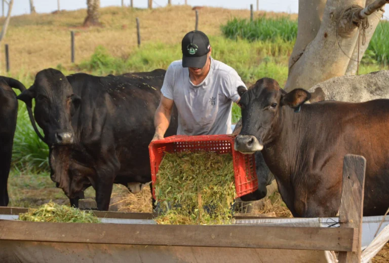 Produtor rural alimenta vacas com silagem em propriedade pecuária durante manejo de alimentação do gado.