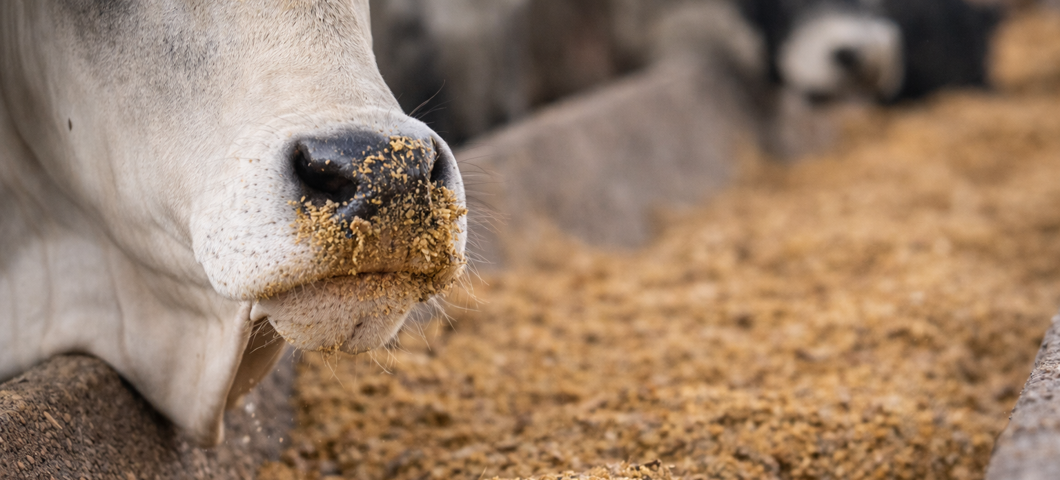 preço do milho impacta a pecuária no Brasil