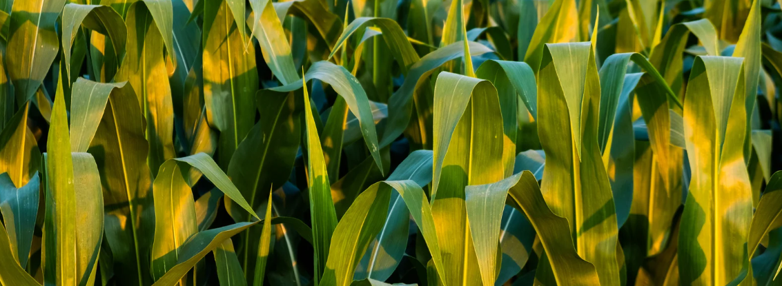 Plantio de milho com máquinas agrícolas durante início da safrinha no Brasil