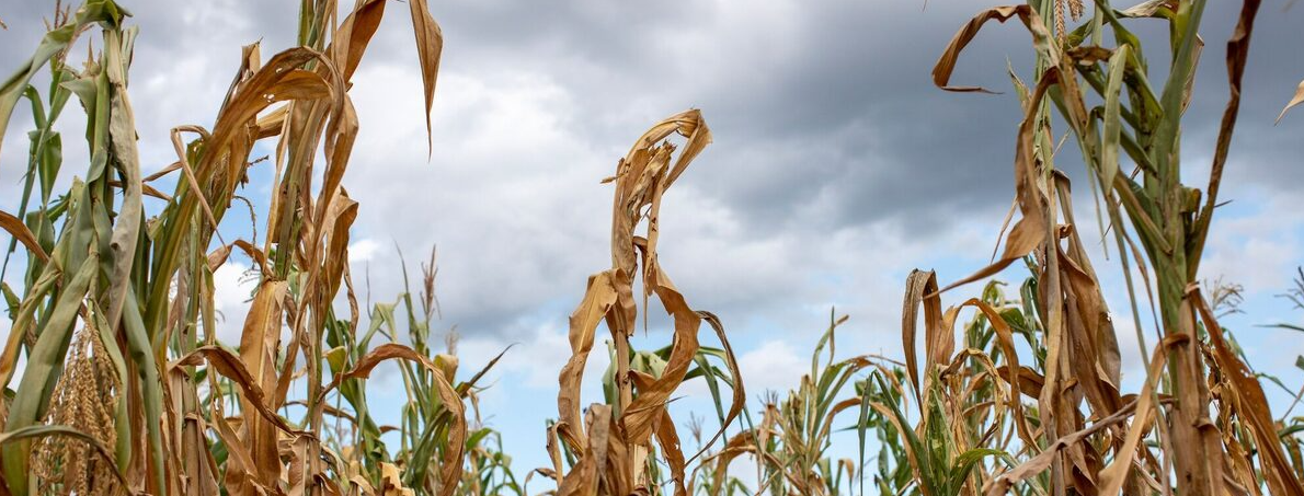 Lavoura de milho afetada pela seca após atraso no plantio