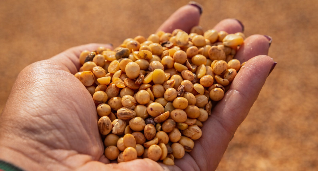 grãos de soja na mão representando produção agrícola em Rondônia e força do agronegócio