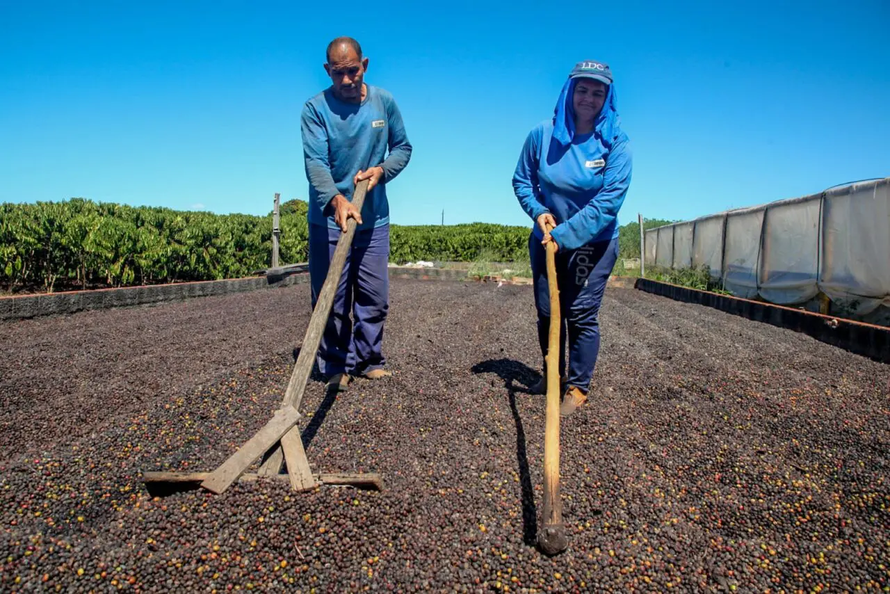 produção de café em Rondônia com agricultores realizando secagem de grãos ao sol em terreiro