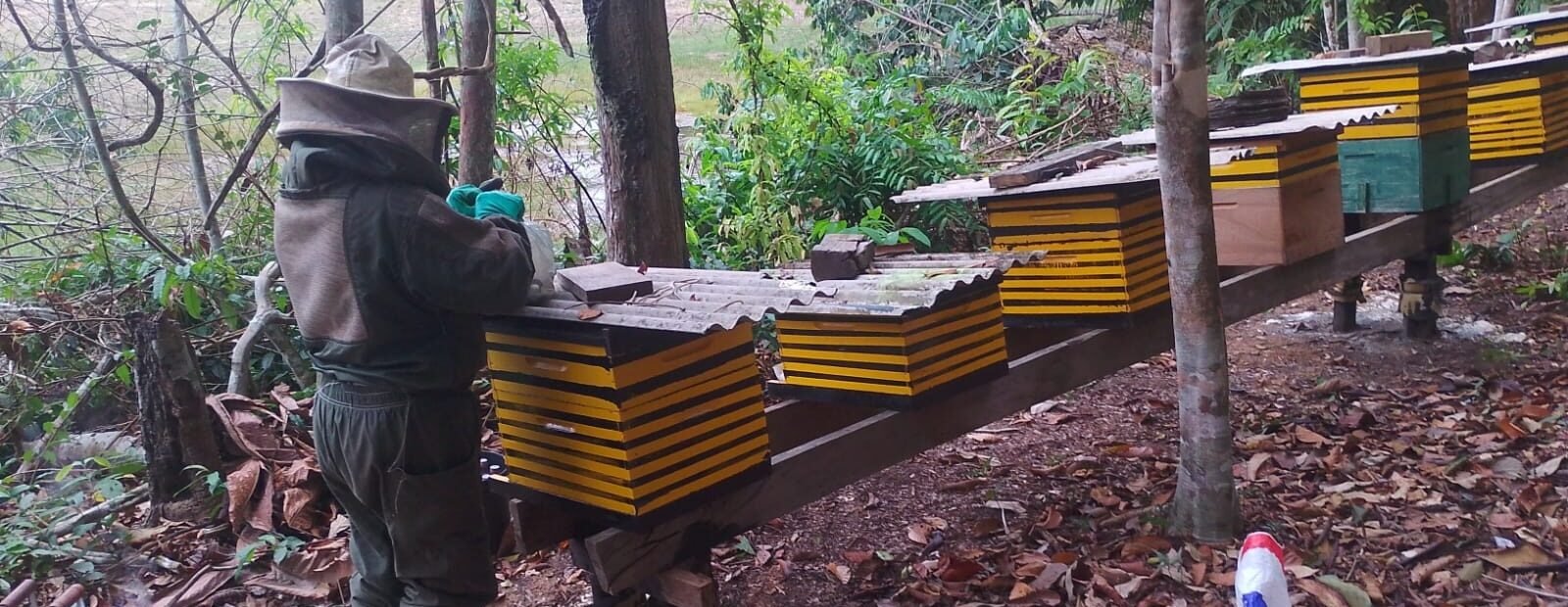 Apicultura em Porto Velho com apicultor manejando colmeias em apiário na zona rural