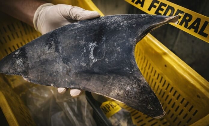 Barbatana de tubarão proibida no Brasil após decisão do Ibama Barbatana de tubarão proibida no Brasil apreendida durante operação de fiscalização