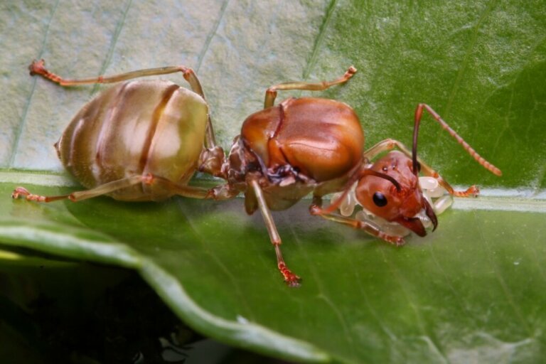 Formiga rainha da espécie Messor cephalotes fotografada sobre folha verde