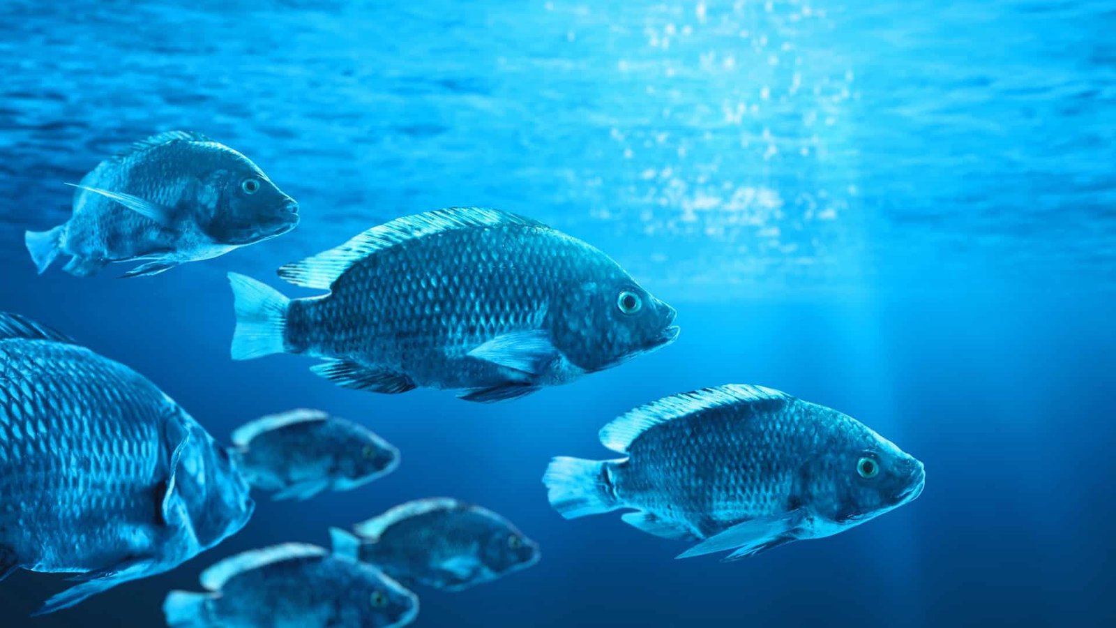 antibióticos em peixes em ambiente aquático com possível contaminação da água