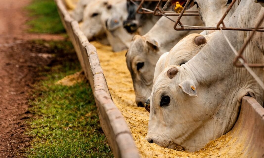 Preço do milho dispara e pode encarecer carne e ovos