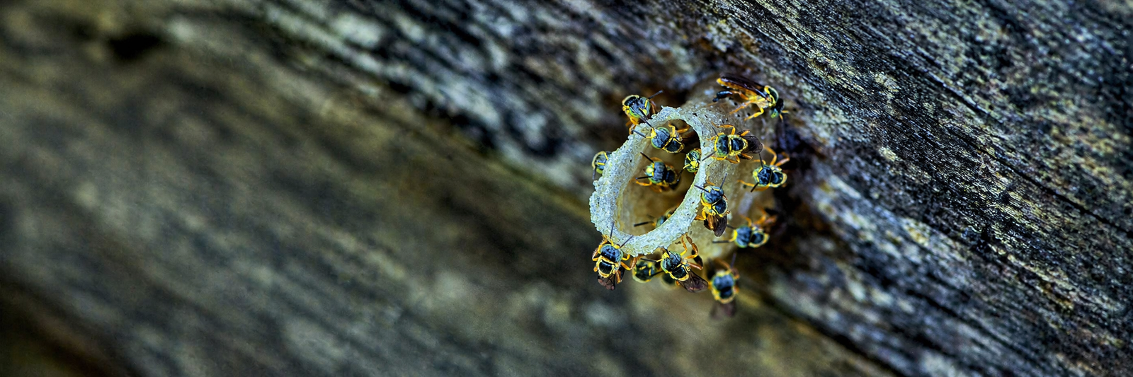 Abelhas nativas em entrada de ninho natural durante atividade de meliponicultura em Porto Velho.