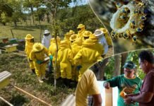 Prefeitura reforça cadastro para produtores de mel em Porto Velho cadastro de produtores de mel