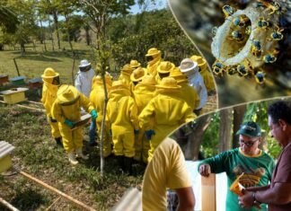 Prefeitura reforça cadastro para produtores de mel em Porto Velho cadastro de produtores de mel