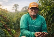 Café transforma vidas de produtores reassentados em Porto Velho Café Ajuri fortalece produção de produtores reassentados em Porto Velho