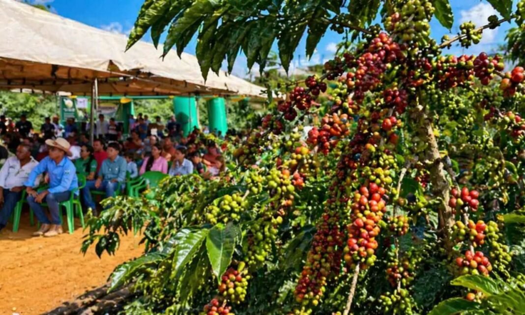 cafeicultura em Rondônia