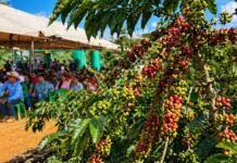 Cafeicultura em Rondônia avança com manejo e inovação no campo cafeicultura em Rondônia