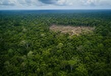 Amazônia reduz desmatamento em 17%, mas alta em março acende alerta desmatamento na Amazônia