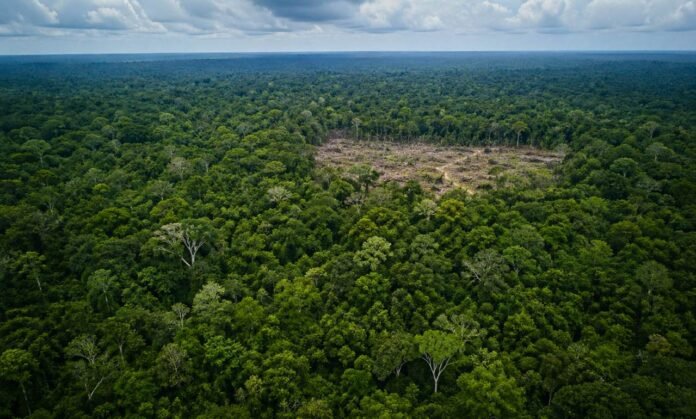 desmatamento na Amazônia