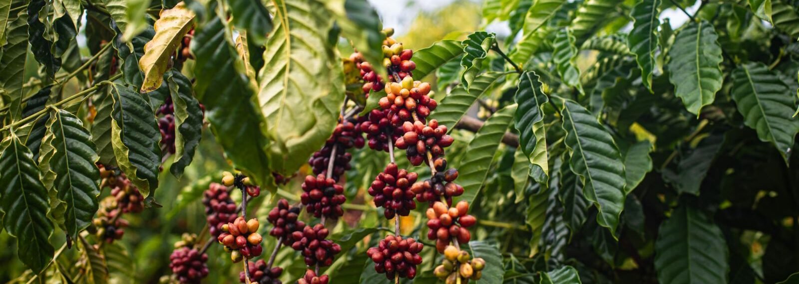 Grãos de café em plantações verdes