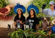Café de Rondônia une qualidade, sustentabilidade e renda no campo Café de Rondônia avança com produção qualificada, apoio técnico, protagonismo indígena e fortalecimento no campo