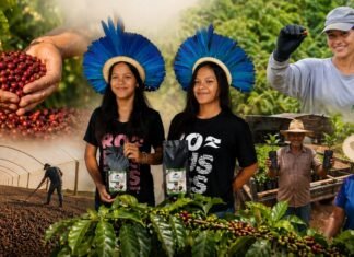 Café de Rondônia une qualidade, sustentabilidade e renda no campo Café de Rondônia avança com produção qualificada, apoio técnico, protagonismo indígena e fortalecimento no campo