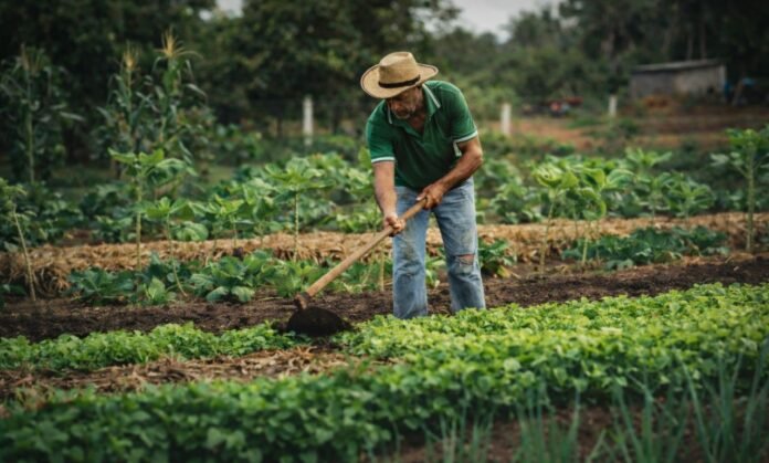 crédito rural em rondônia