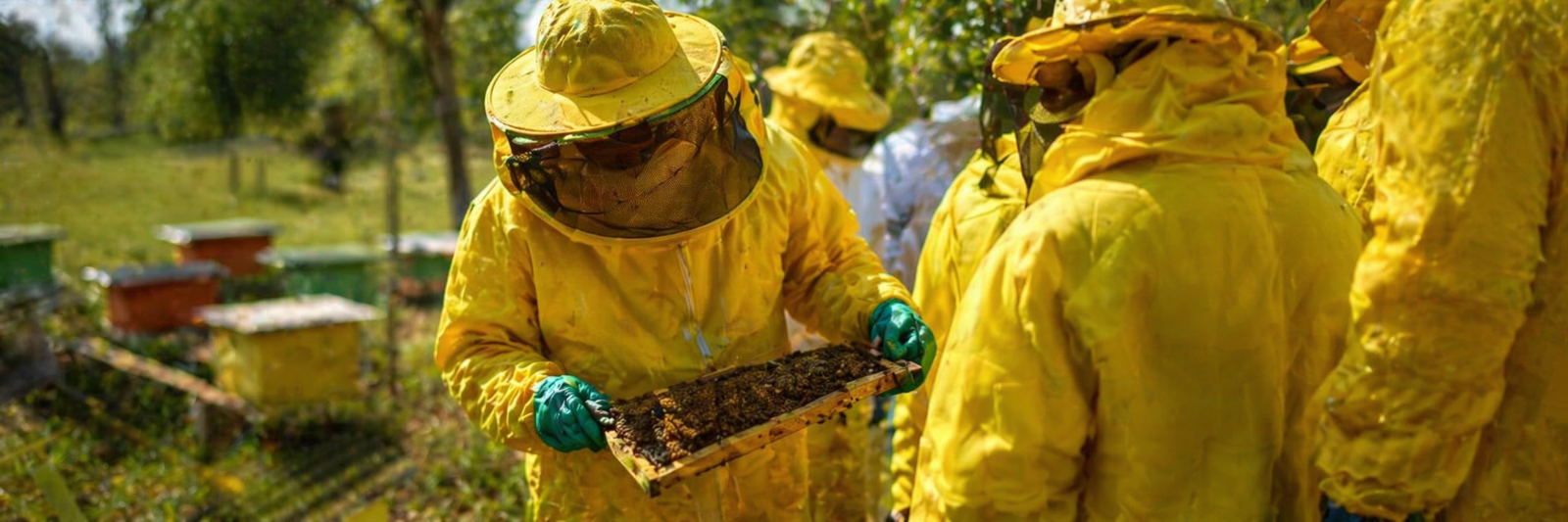 Apicultores analisam quadro de colmeia em apiário durante ação ligada ao cadastro de produtores de mel em Porto Velho.