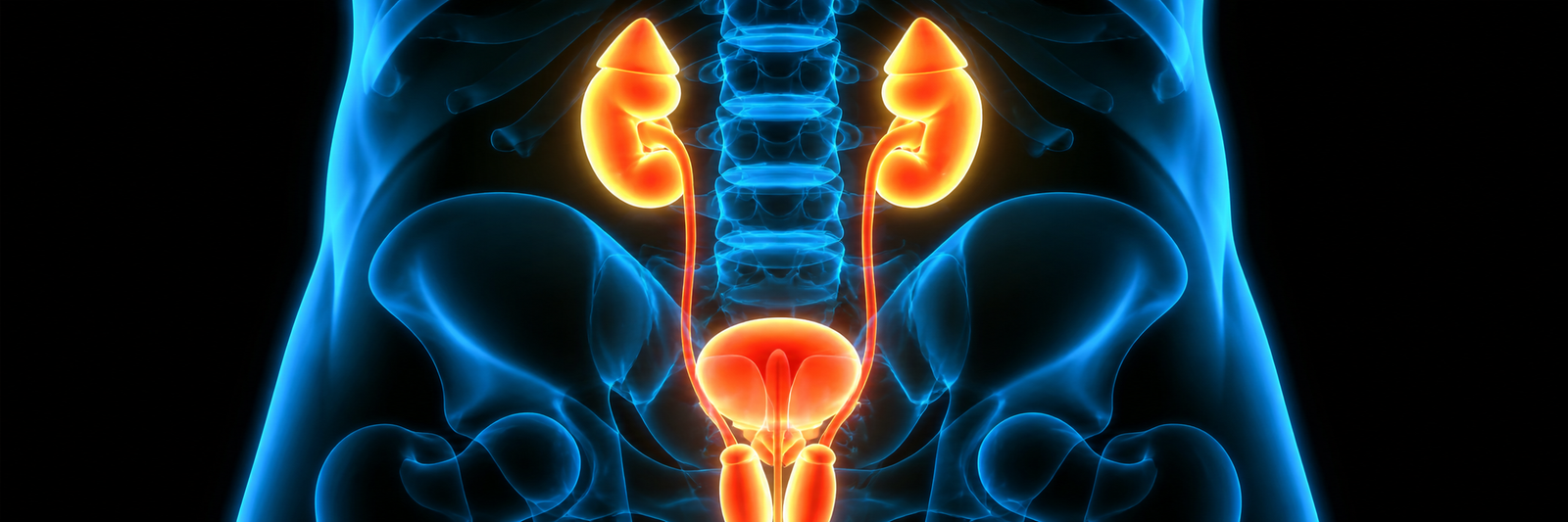 Ilustração médica em macro do sistema urinário, com rins, ureteres e bexiga em destaque.