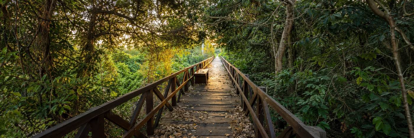 Passarela de madeira em área verde do Parque Ecológico Municipal em Ji-Paraná