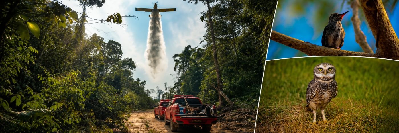 Composição jornalística sobre a Amazônia em Rondônia, com aeronave de combate ao fogo, veículos de apoio na floresta e aves silvestres.