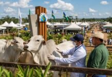 Febre aftosa em Rondônia pauta fórum na Rondônia Rural Show Veterinário avalia gado durante ação de vigilância contra febre aftosa em Rondônia na Rondônia Rural Show