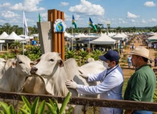 Febre aftosa em Rondônia pauta fórum na Rondônia Rural Show Veterinário avalia gado durante ação de vigilância contra febre aftosa em Rondônia na Rondônia Rural Show