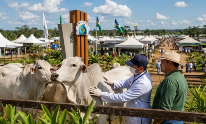 Veterinário avalia gado durante ação de vigilância contra febre aftosa em Rondônia na Rondônia Rural Show