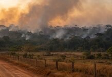 Queimadas na Amazônia voltam ao radar em 2026 e acendem alerta em Rondônia Queimadas na Amazônia colocam Rondônia em alerta com fumaça sobre área rural e floresta