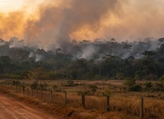 Queimadas na Amazônia voltam ao radar em 2026 e acendem alerta em Rondônia Queimadas na Amazônia colocam Rondônia em alerta com fumaça sobre área rural e floresta