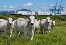 Brasil recebe aval da China como território livre de febre aftosa Rebanho bovino em pastagem com estrutura portuária ao fundo, representando o reconhecimento da China ao Brasil livre de febre aftosa