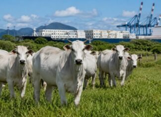 Brasil recebe aval da China como território livre de febre aftosa Rebanho bovino em pastagem com estrutura portuária ao fundo, representando o reconhecimento da China ao Brasil livre de febre aftosa