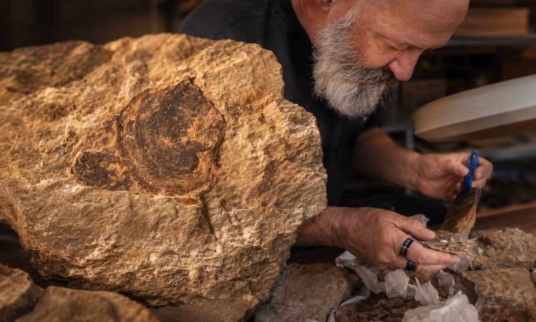 Fóssil no Paraná é analisado por pesquisador após descoberta científica fóssil no paraná