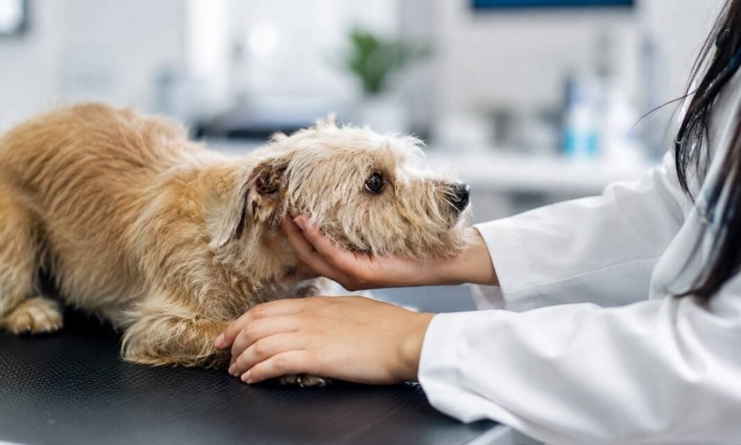 Lei sancionada torna crime atuar como veterinário sem autorização legal